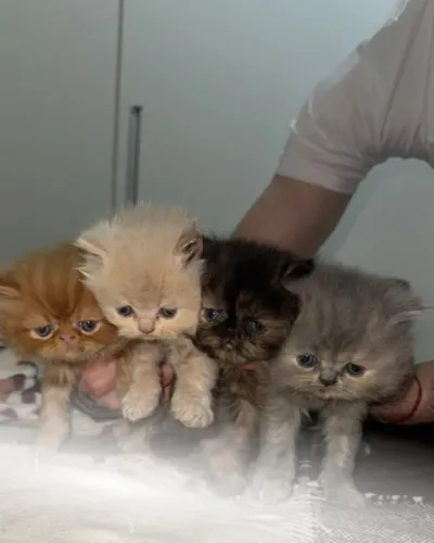 Adoção de gatinhos
