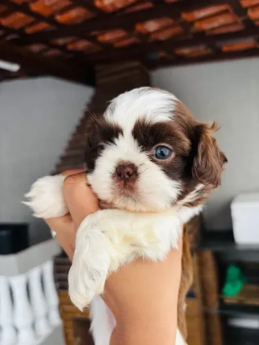Shitzu macho branco com chocolate 