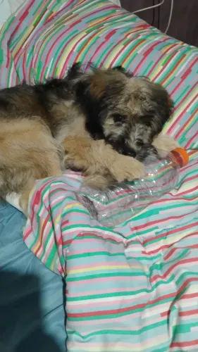 Doação de cachorrinha 
