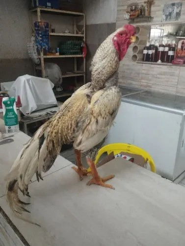 Galo índio bico curto 500,00