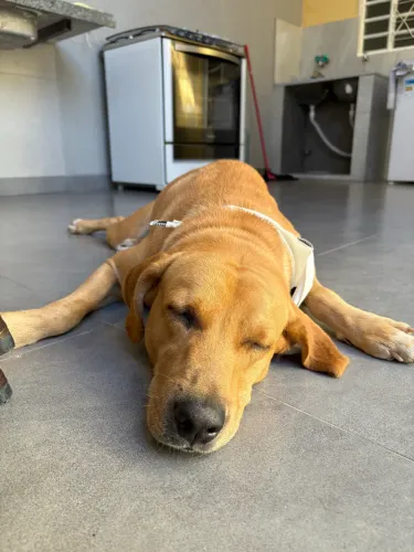 Doação de labrador 