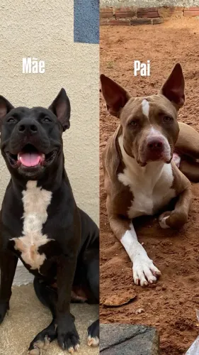 Filhotes Pitbull