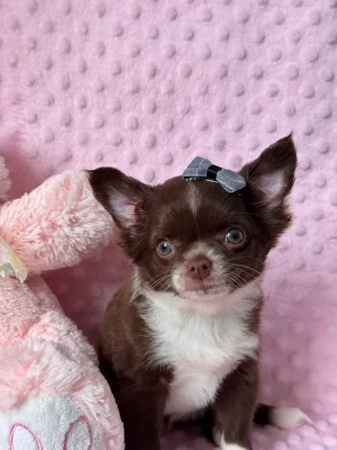 Chihuahua de Procedência, com pedigree. Faça uma visita !