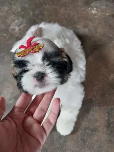 Shih Tzu Filhotinhos lindos prontos para conquistar sua família
