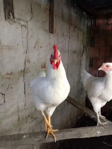 Vendo Galo de Quintal Adulto