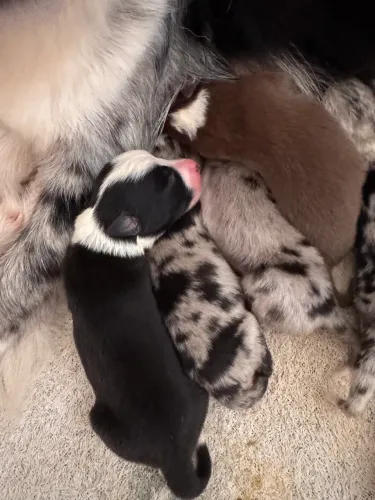 Filhotes de Border Collie - Vacina importada + Vermifugados | AL e PE