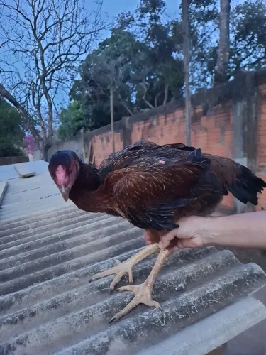 Galinha Índio Gigante