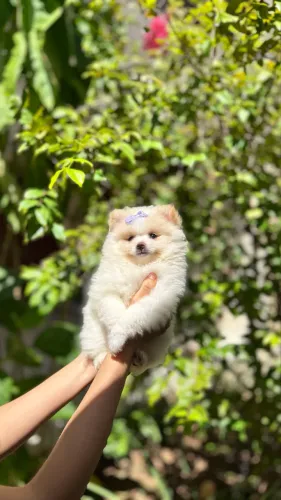 Lulu da Pomerânia - Mega Peluda e Minúscula