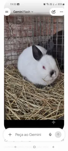 Mini coelha raça netherland dwarf himalaio