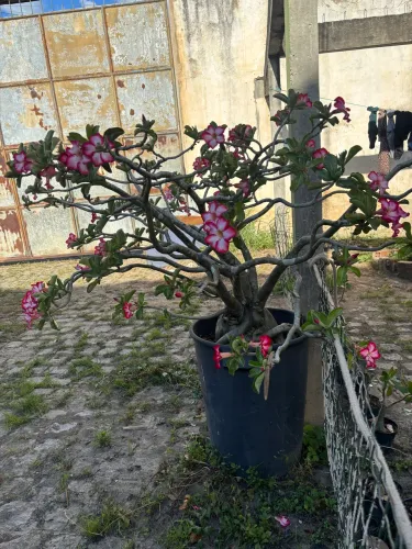 Rosa do deserto de 16 anos