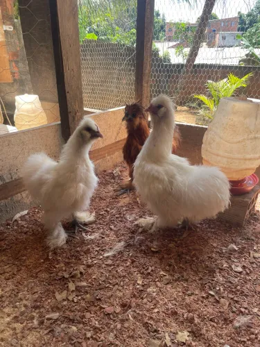 Franguinhos da raça Sedosa japonesa