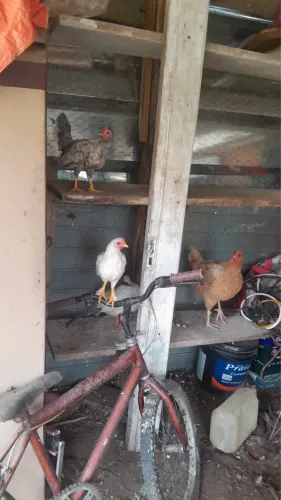 Vendo galo