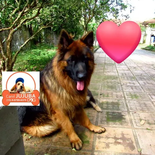 Filhotes lindos  pastor pelo longo. Canil Jujuba Dog 