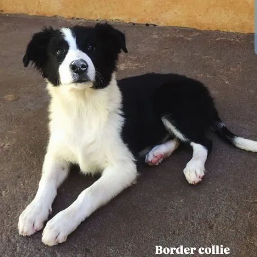 Border Collie casal