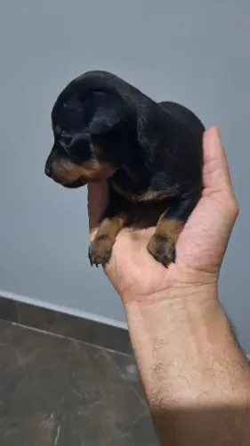 filhote de pinscher número 1 disponível 