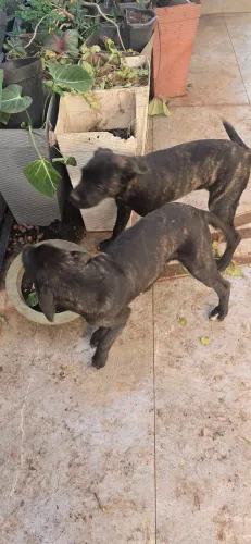 Cane Corso, fêmea e macho