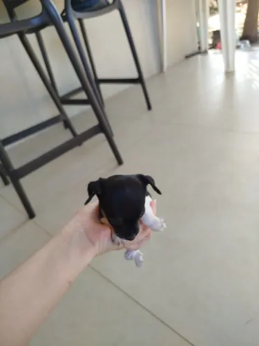Pinscher n? 1