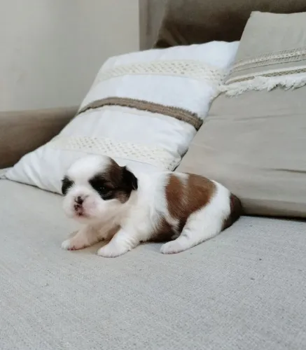 Shih Tzu micro legítimo