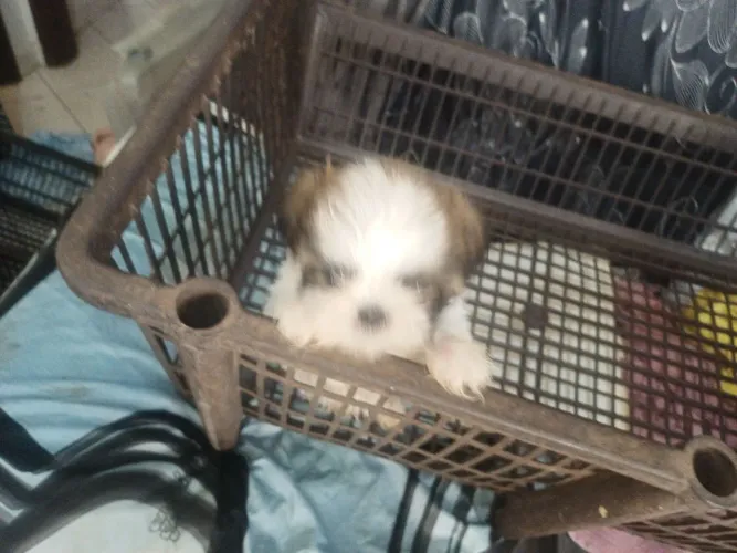 Animais de estimação