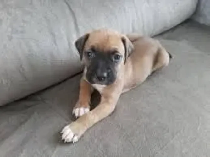 Boxer O Boxer manteve-se próximo da família durante o passeio.