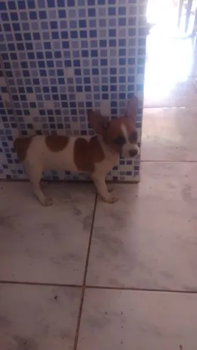 Vendo pinscher no valor de 700 reais, interessados chamar no ZAP *.