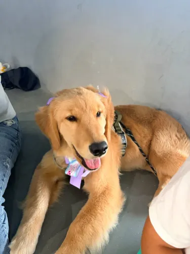 GOLDEN RETRIVER 5 meses