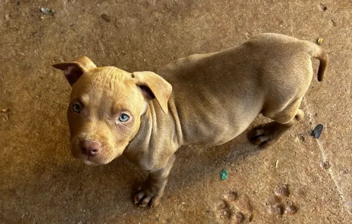 Cachorro Pitbull
