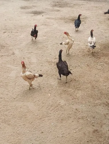 TEMOS GALINHA E GALO CAIPIRA PARA VENDA