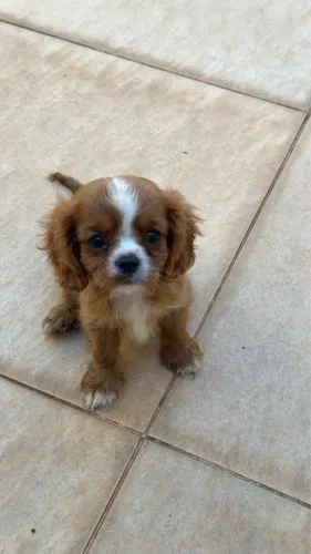 Cavalier King Charles Spanil filhote macho cor Rubi
