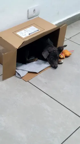Filhote para Adoção