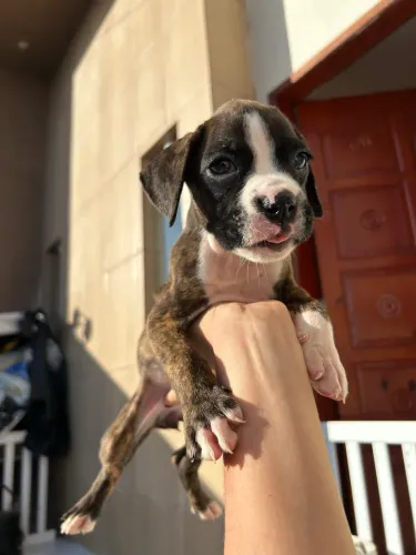 Filhote de Boxer
