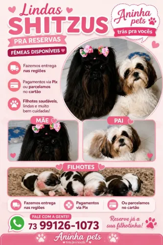 Vendo lindos Shitzu mines 
