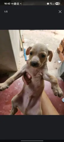 Doação de Cachorros Filhotes