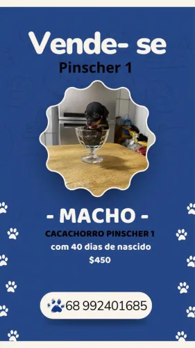 Cachorro Pinscher 1