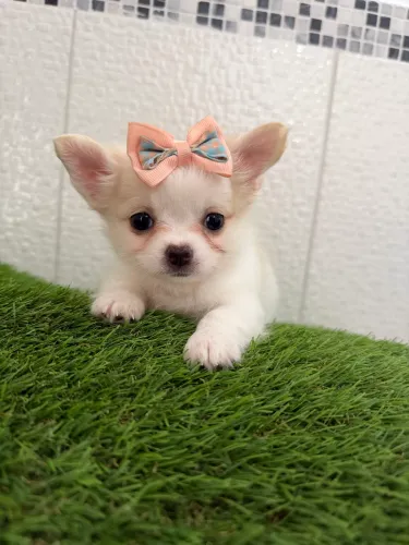 Chihuahua- Pequena Fêmea ? Filhote Dócil e Equilibrada