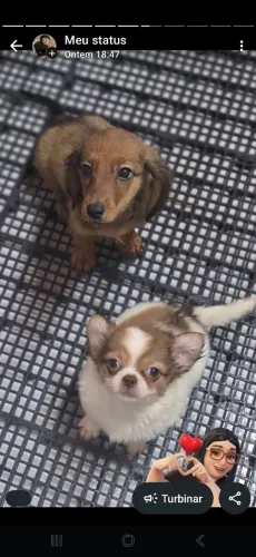 Chihuahua femea