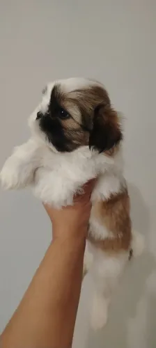 Shitzu machinho