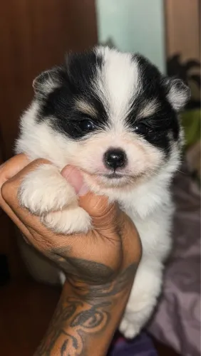 Spitz alemão