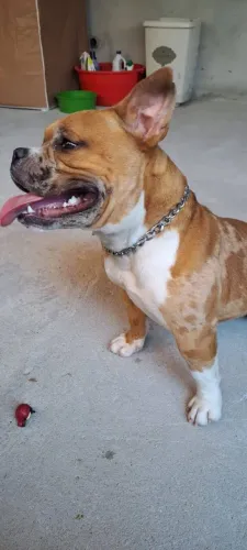 American Bully