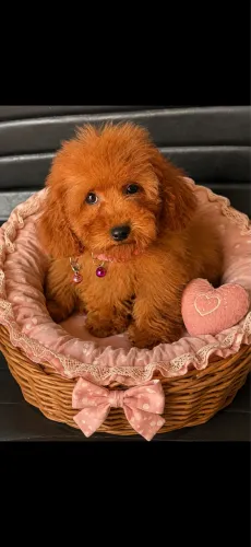 Poodle filhotes