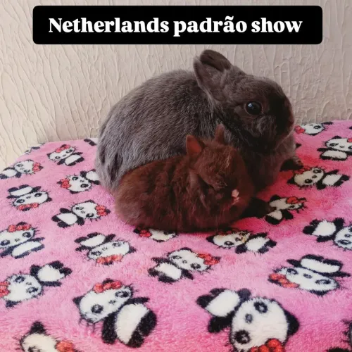 Netherlands padrão show 