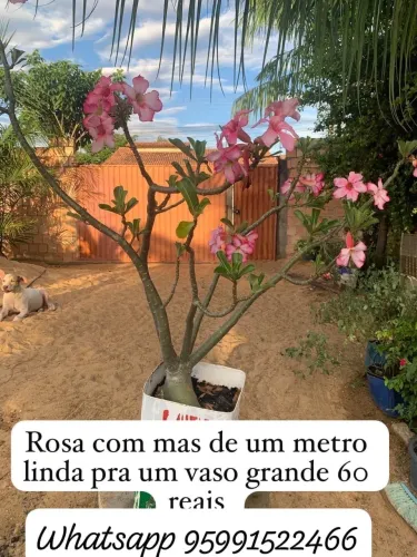 Rosa do deserto
