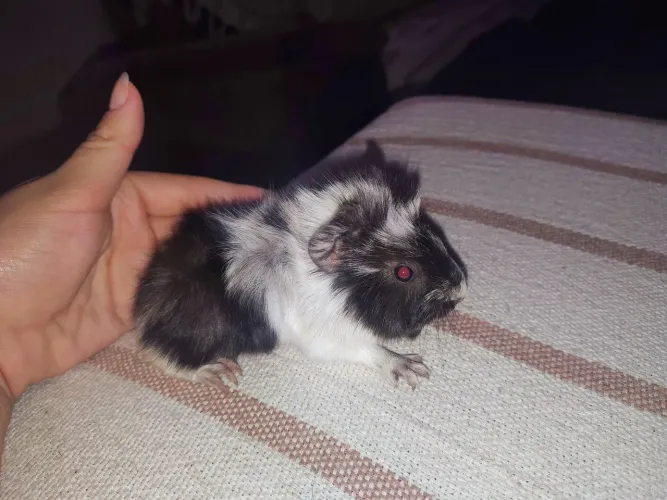 Porquinhos da índia peruano