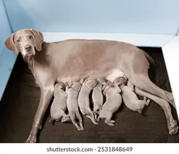 labrador
