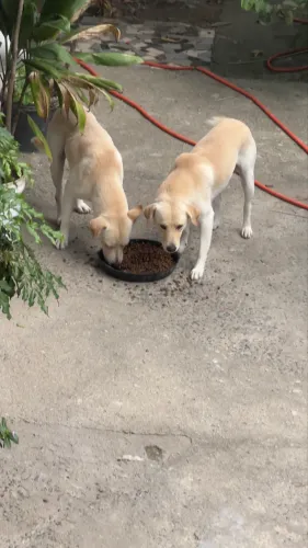 Estou doando esses cachorros, entrego em domicílio
