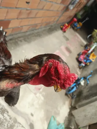 Galo indo bico curto