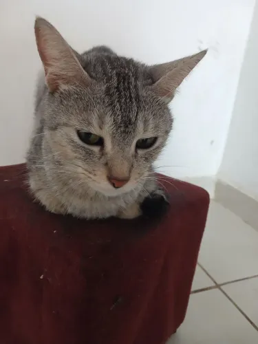 Gata para doação ela é dócio 