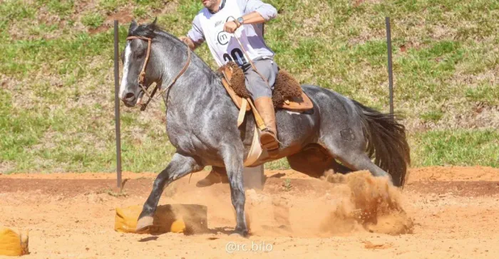 Garanhão mouro