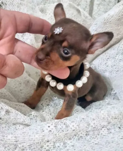 Pinscher chocolate 