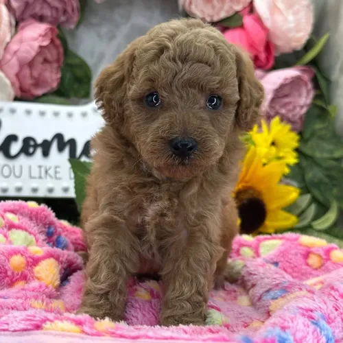 Poodle Toy Red | Últimos machinhos disponíveis